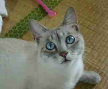 コメント25の画像