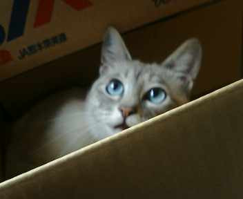 コメント27の画像