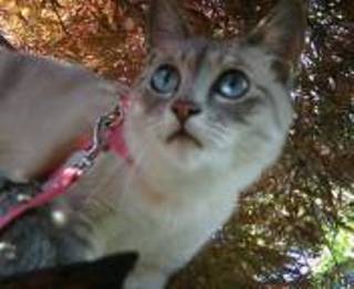 コメント33の画像