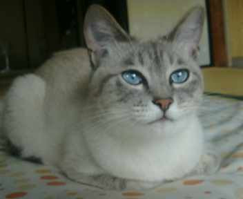 コメント36の画像