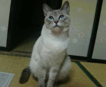 コメント40の画像