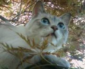 コメント49の画像