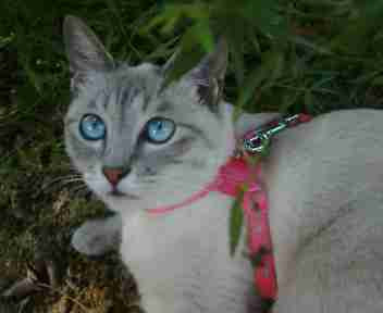 コメント51の画像