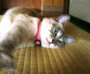 コメント65の画像