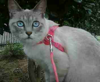 コメント68の画像