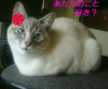 コメント73の画像