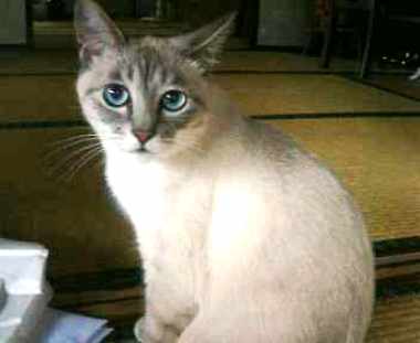 コメント75の画像