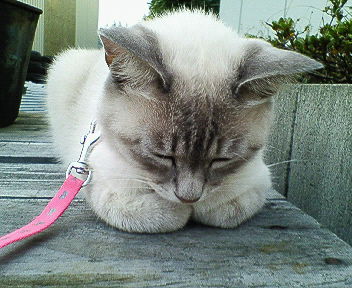 コメント86の画像