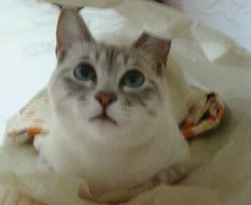 コメント95の画像