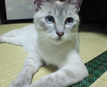 コメント102の画像