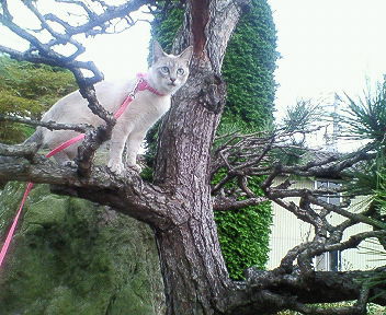 コメント105の画像