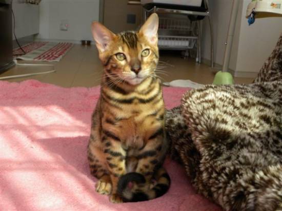 コメント40の画像