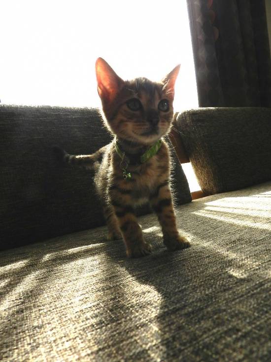 コメント34の画像