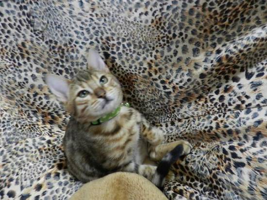 コメント41の画像