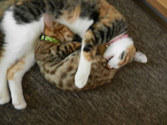 コメント49の画像