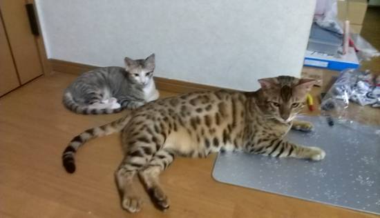 コメント21の画像