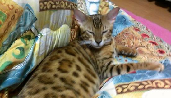 コメント42の画像