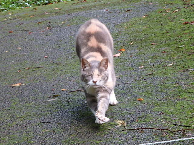 コメント561の画像