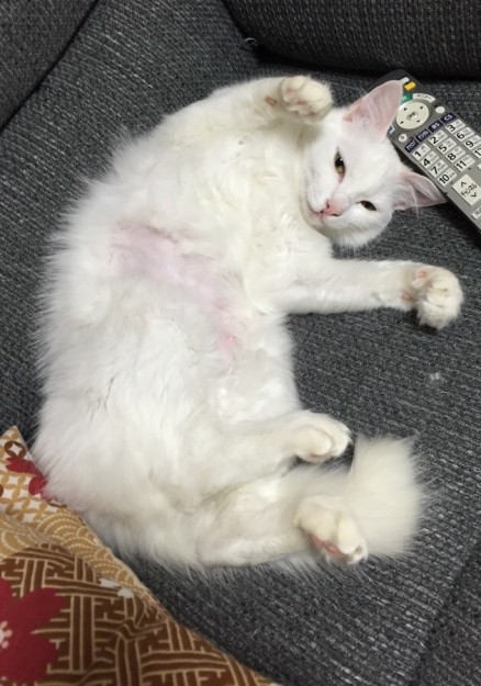 コメント505の画像