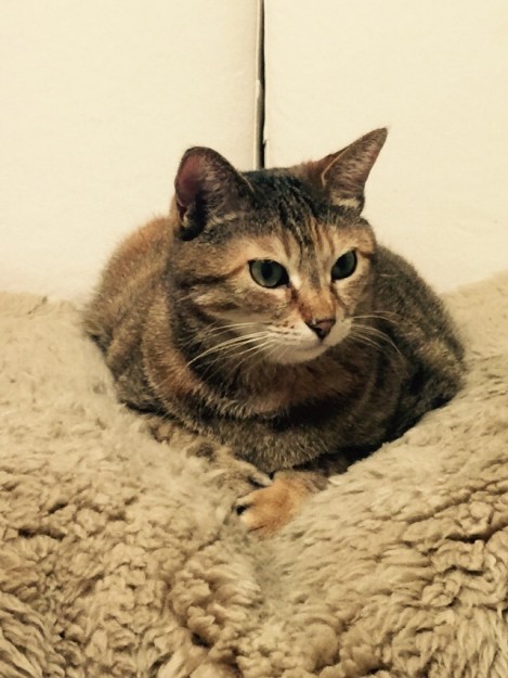 コメント463の画像