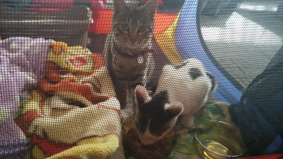 コメント458の画像