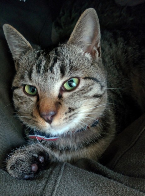 コメント457の画像