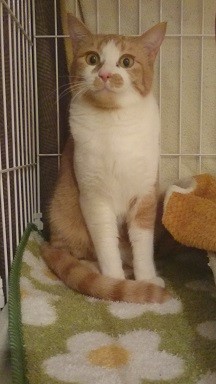 コメント483の画像