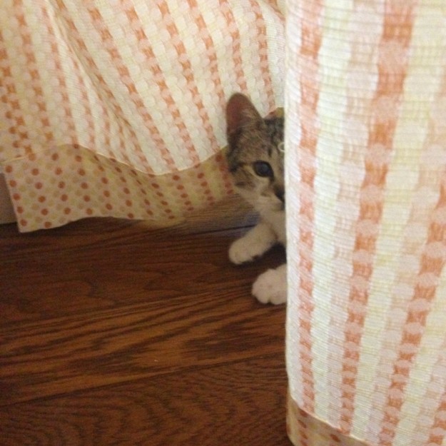 コメント498の画像