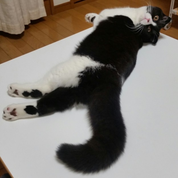 コメント499の画像