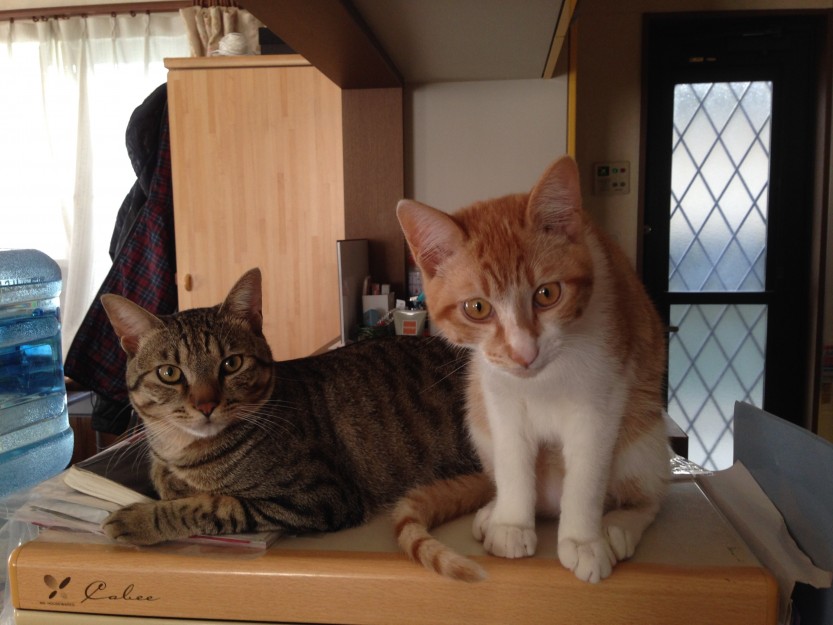 コメント508の画像