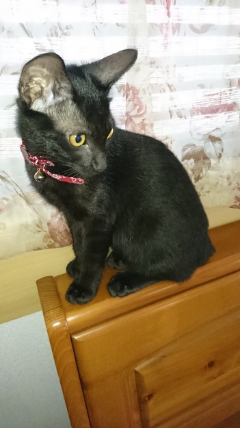 コメント524の画像