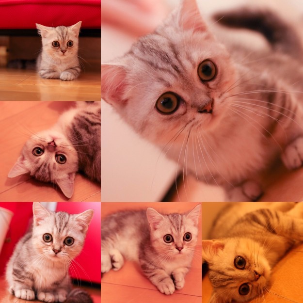 コメント511の画像