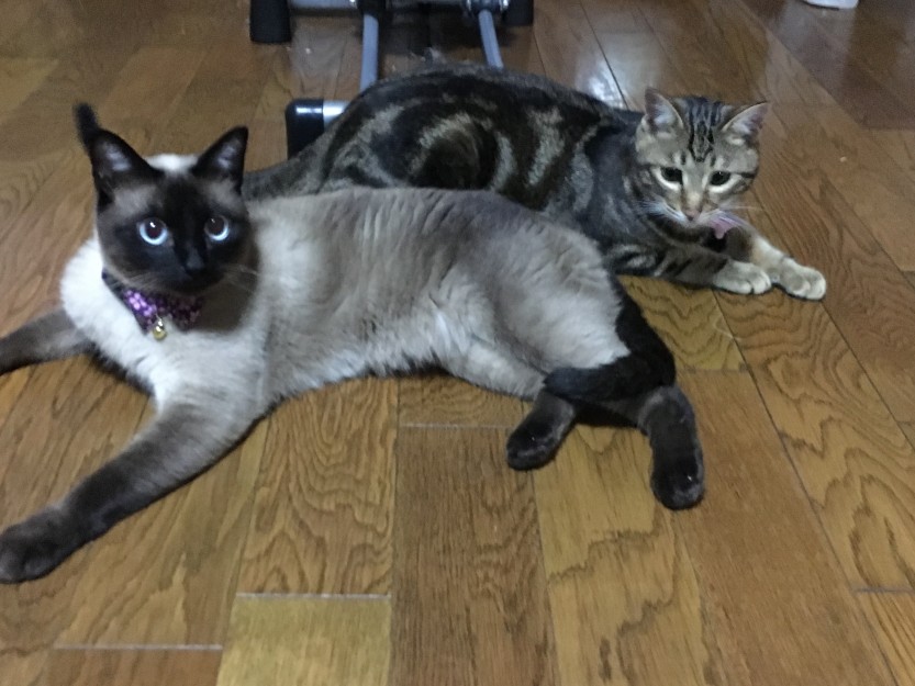 コメント513の画像