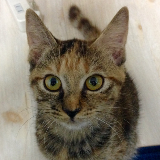 コメント531の画像