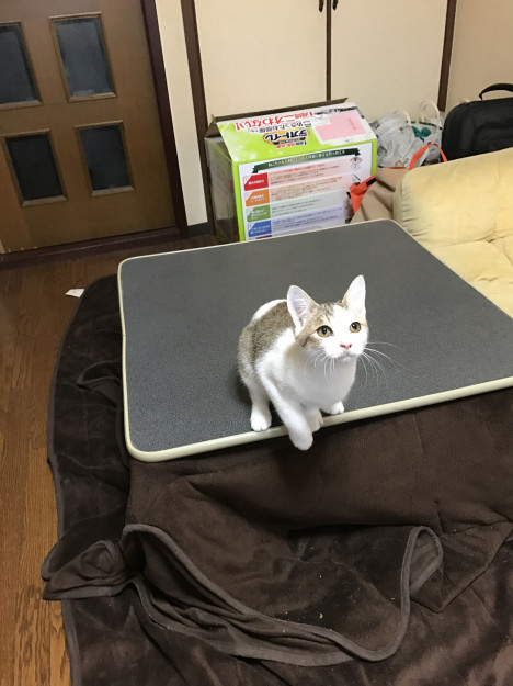 コメント544の画像