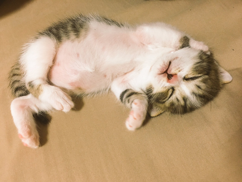 コメント555の画像