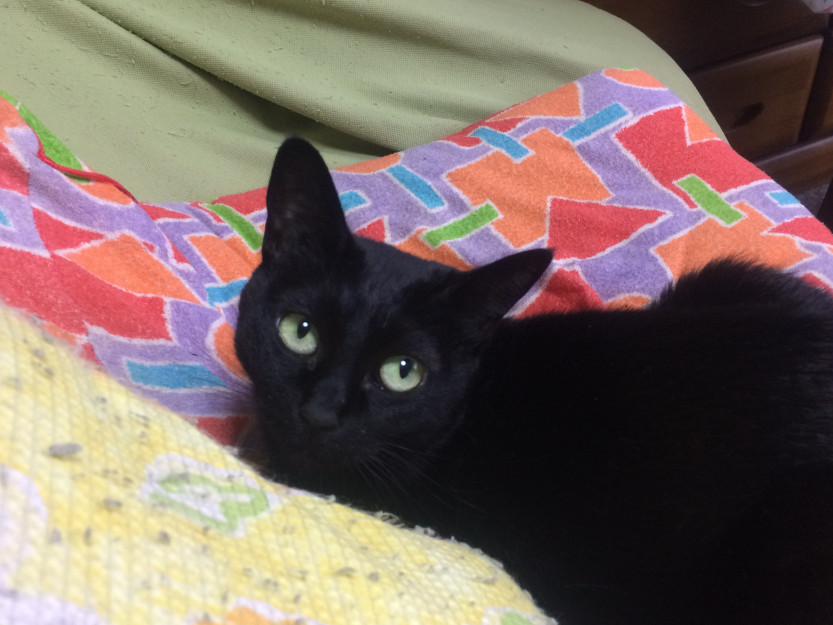 コメント567の画像