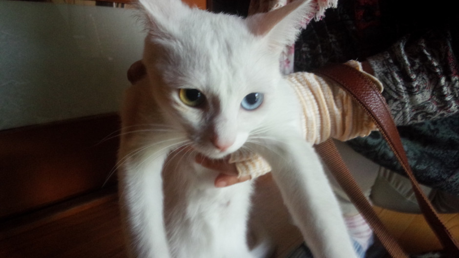 コメント568の画像