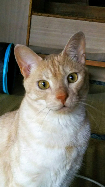 コメント573の画像