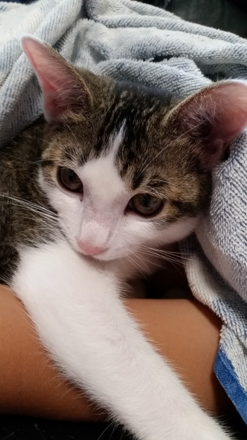 コメント577の画像