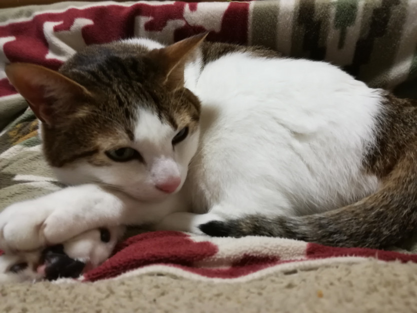 コメント572の画像