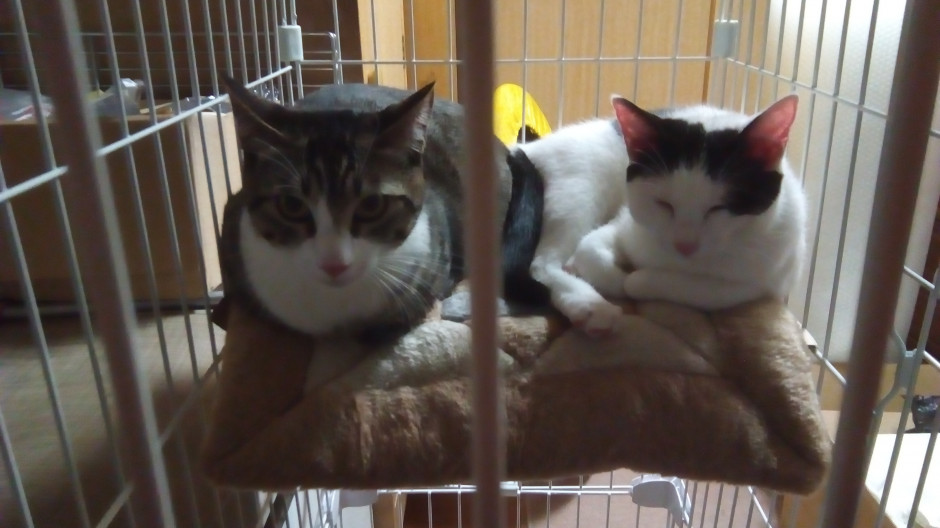 コメント582の画像