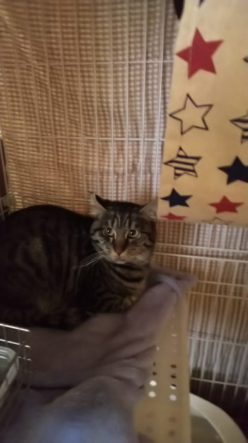 コメント583の画像