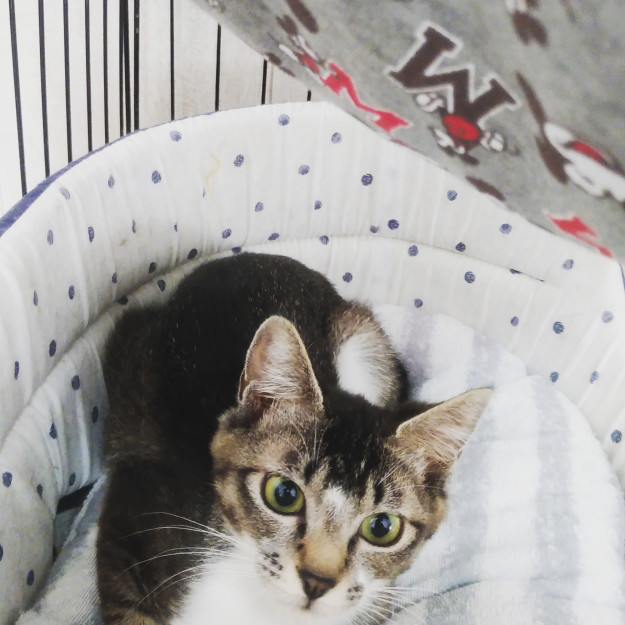 コメント594の画像