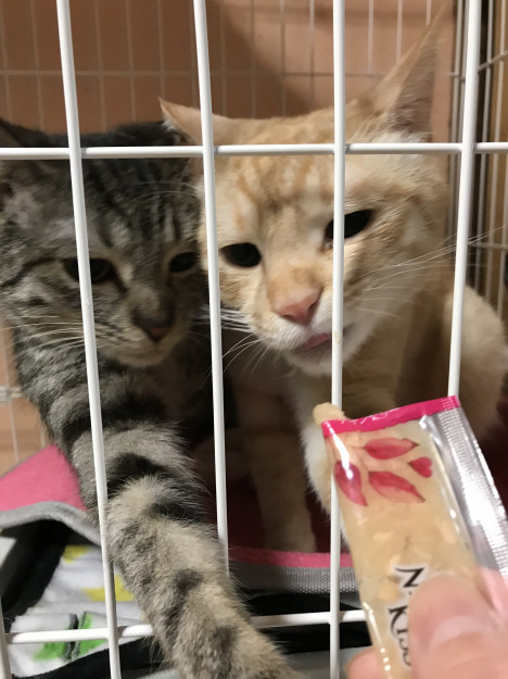 コメント590の画像