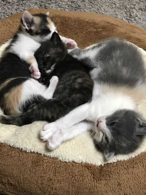 コメント591の画像