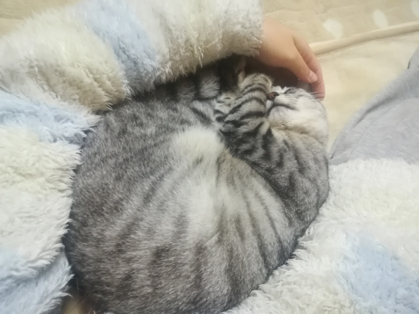 コメント593の画像