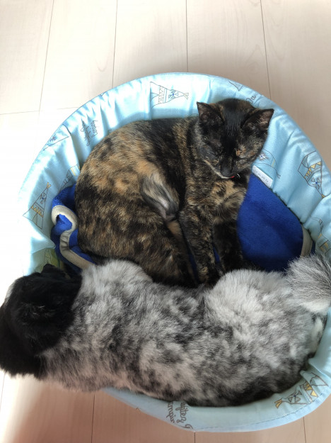 コメント599の画像