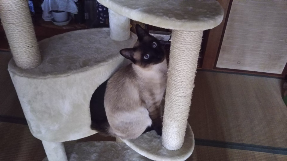 コメント604の画像