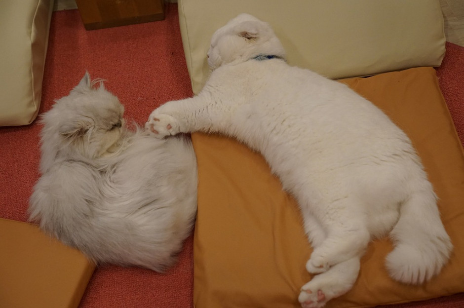 コメント601の画像